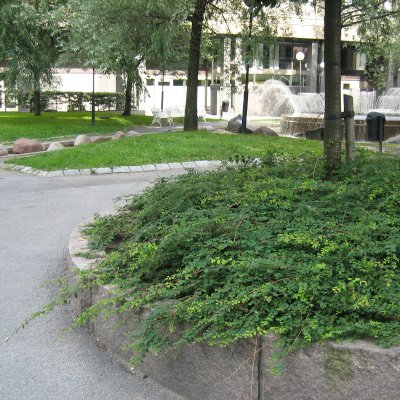 Symphoricarpos × chenaultii Hancock
