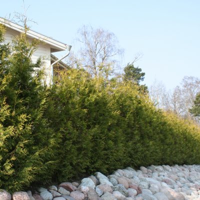 Thuja occidentalis Brabant, Tuja, 40-50 C2