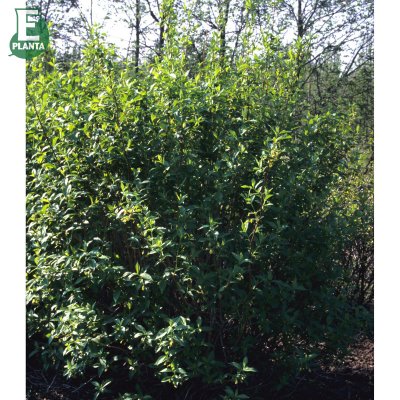 Lonicera involucrata Lycksele E, Skärmtry