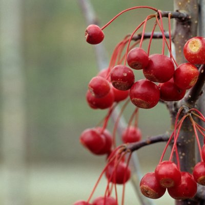 Malus × zumi Calocarpa