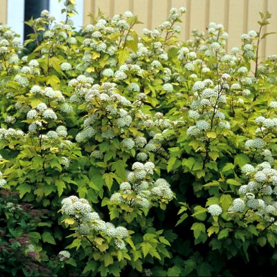 Physocarpus opulifolius Dart´s Gold, Smällspirea
