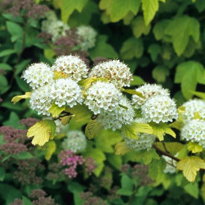 Physocarpus opulifolius Dart´s Gold, Smällspirea