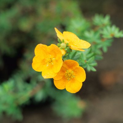 Dasiphora fruticosa Tangerine