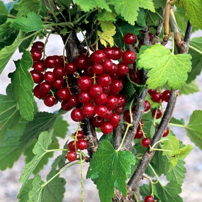 Ribes rubrum Rondom, Röda Vinbär, busk C3,5
