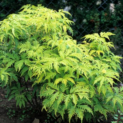 Sambucus racemosa Sutherland Gold, Druvfläder, 50-60 C6