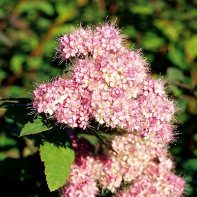 Spiraea japonica Odensala