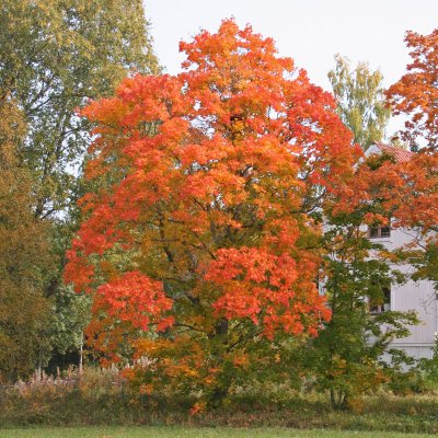Acer platanoides Fk Ultuna E, Skogslönn