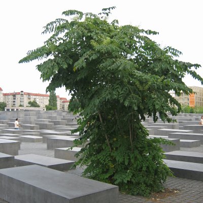 Aralia elata, Parkaralia