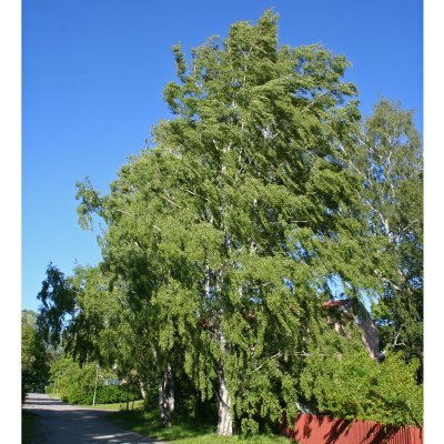 Betula pendula Dalecarlica E, Äkta Ornäsbjörk
