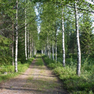 Betula pendula Fk Savolaksie