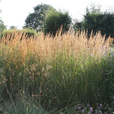 Calamagrostis acutiflora Karl Foerster, Tuvrör
