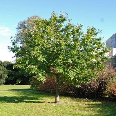 Castanea sativa, Äkta Kastanj, 60-80 C6
