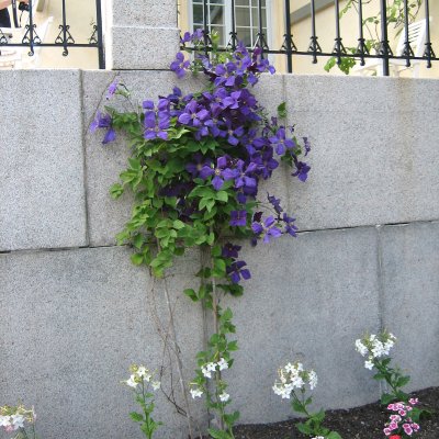 jackmanii, Jackmanklematis, C2