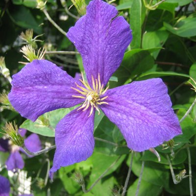 jackmanii, Jackmanklematis, C2