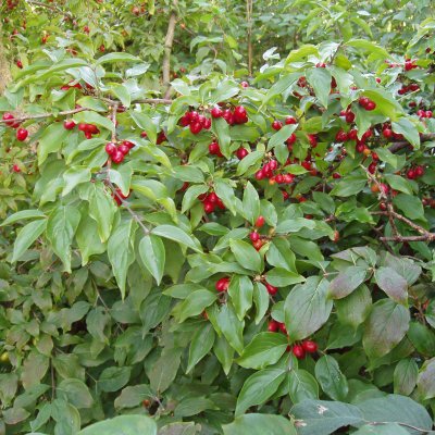 Cornus mas, Körsbärskornell