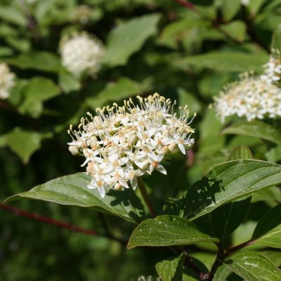 Cornus sanguinea Fk Halltorp E, Skogskornell, busk C3,5