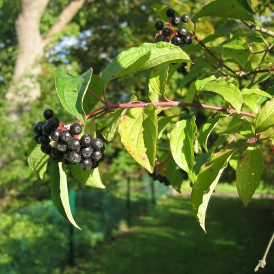 Cornus sanguinea Fk Halltorp E, Skogskornell, busk C3,5