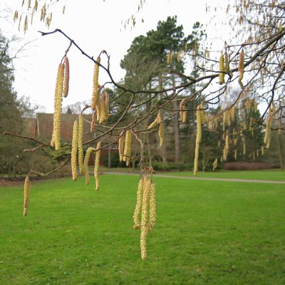 Corylus avellana, Hassel