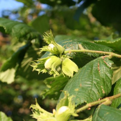 Corylus avellana, Hassel