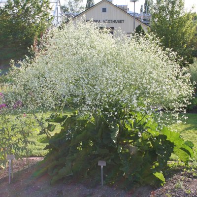 Crambe cordifolia (cordata), Stäppkål, SQ1