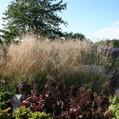 Deschampsia cespitosa Goldschleier, Tuvtåtel, SQ1