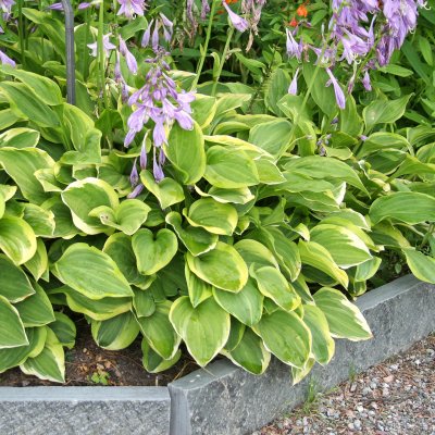 Hosta fortunei Golden Tiara