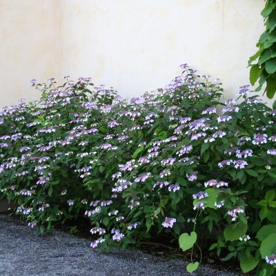 Hydrangea serrata Bluebird, Purpurhortensia