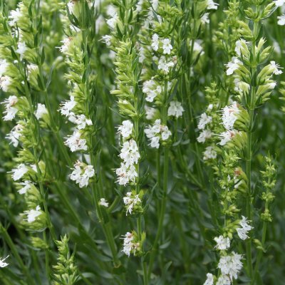 Hyssopus officinalis Alba, Isop