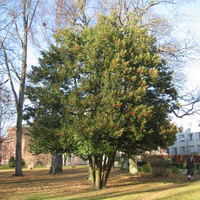 Ilex aquifolium Myrtifolia