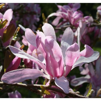 Magnolia x loebneri Leonard Messel, Hybridmagnolia