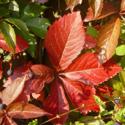 Parthenocissus quinq. var. Engelmannii, Klättervildvin