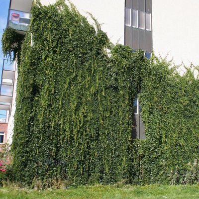 Parthenocissus quinq. var. Engelmannii, Klättervildvin