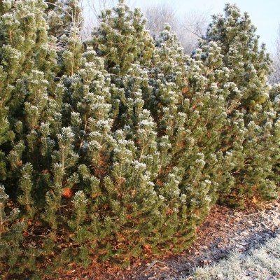 Pinus mugo var. pumilio, Balkanbergtall