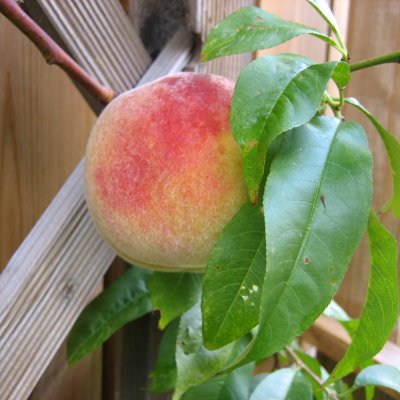 Persika, Frost, Låg Stam, stam St.JulA co