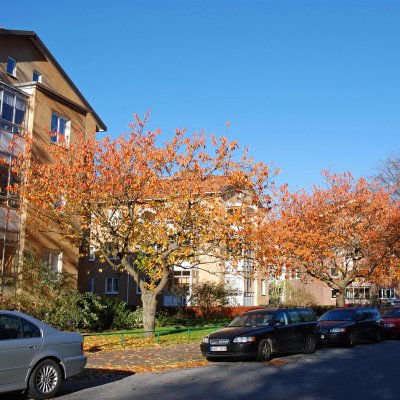Prunus (Sato-zakura-Gruppen) Kanzan