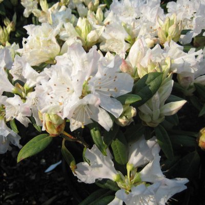 Rhododendron minus Dora Amateis, Dvärgrododendron