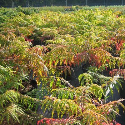 Rhus typhina Tiger Eyes ® (Bailtiger), Rönnsumak
