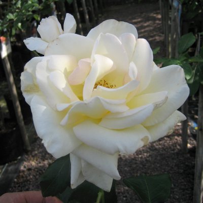 Schneewalzer ® (Tanrezlaw), Klätterros, C4