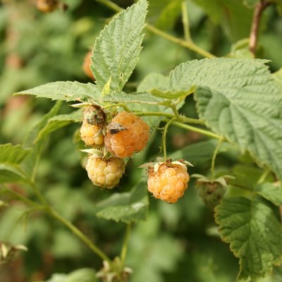 Rubus idaeus Golden Queen, Gula Hallon