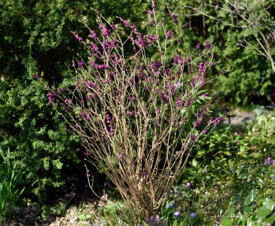 Daphne mezereum Rubra, Tibast