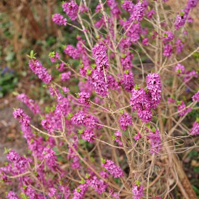 Daphne mezereum Rubra, Tibast