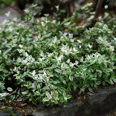 Euonymus fortunei Harlequin