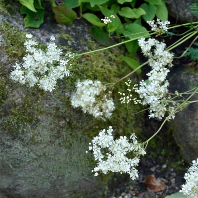 Filipendula vulgaris