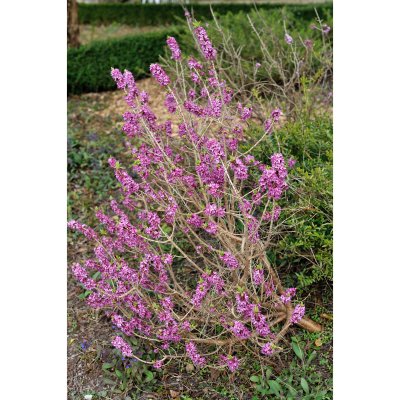 Daphne mezereum Rubra, Tibast