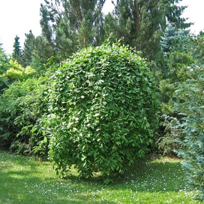 Salix caprea Kilmarnock / Pendula, Hängsälg