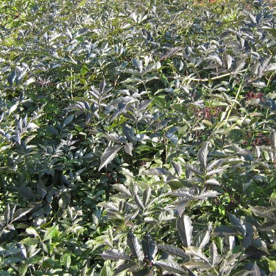 Sambucus nigra f. porphyrophylla Guincho Purple, Purpurfläder