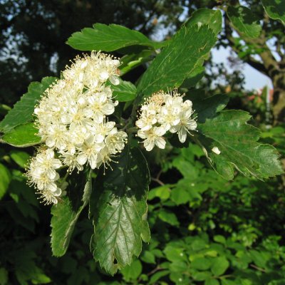 Sorbus intermedia E