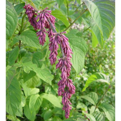 Syringa komarowii ssp. reflexa, Hängsyrén