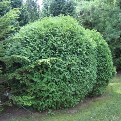 Thuja occidentalis Globosa, Klottuja, 30-40 C3,5