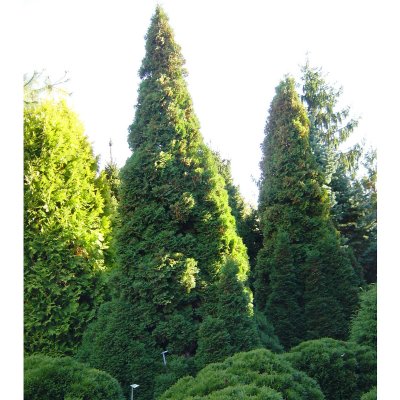 Thuja occidentalis Holmstrup (Holmstrupii), Tuja, 30-35 C2